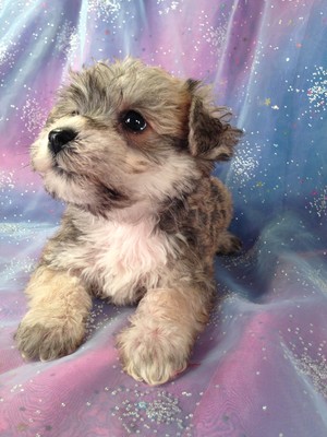Male Schnoodle Puppy for sale #7 Born February 20th 2013|Attention Wisconsin and Illinois! We are Just a short Drive From You!